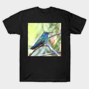 Green Violetear Hummingbird T-Shirt